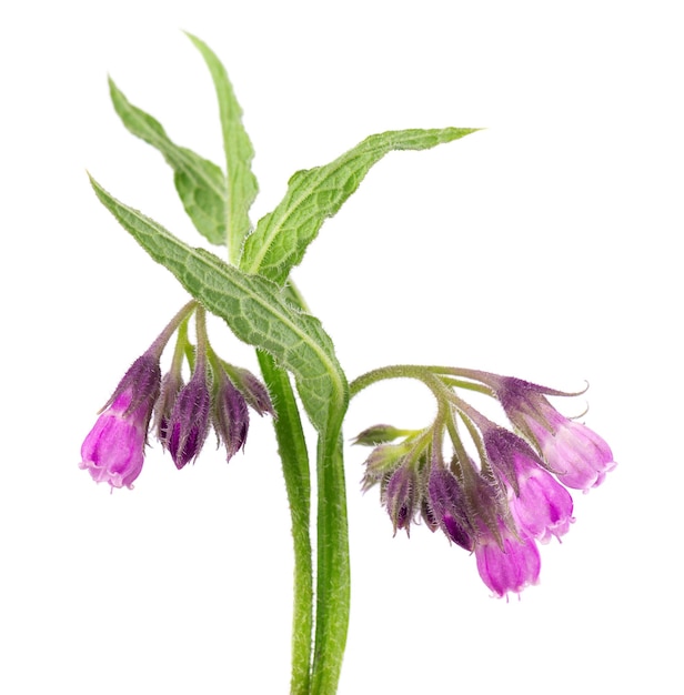 Arbusto de confrei com flores isoladas em fundo branco planta symphytum officinale fitoterapia traçado de recorte