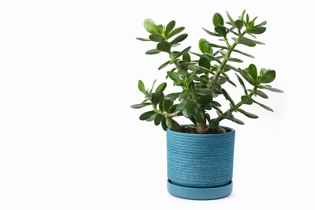 Foto arbusto de crassula em um vaso de flores azul em um fundo branco com espaço de cópia