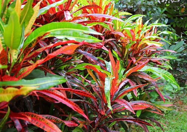 Arbusto de cróton de fogo colorido em um jardim tropical