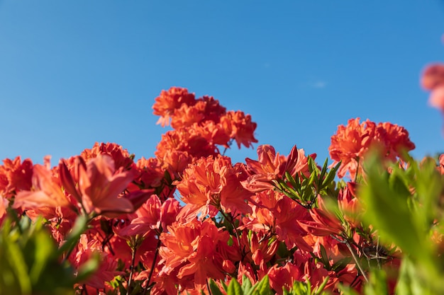 Arbusto de delicadas flores de laranja de azálea