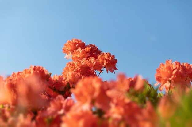 Arbusto de delicadas flores vermelhas de azálea contra o céu azul