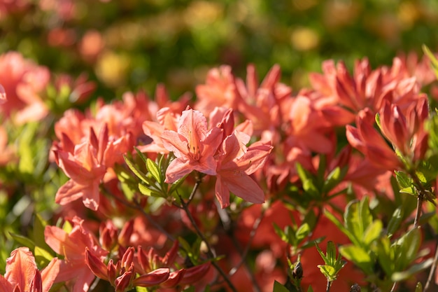 Arbusto de delicadas flores vermelhas de azálea