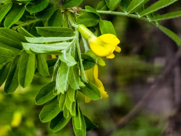 Foto arbusto de ervilha caragana frutex planta xerófila acácia da estepe no início da primavera