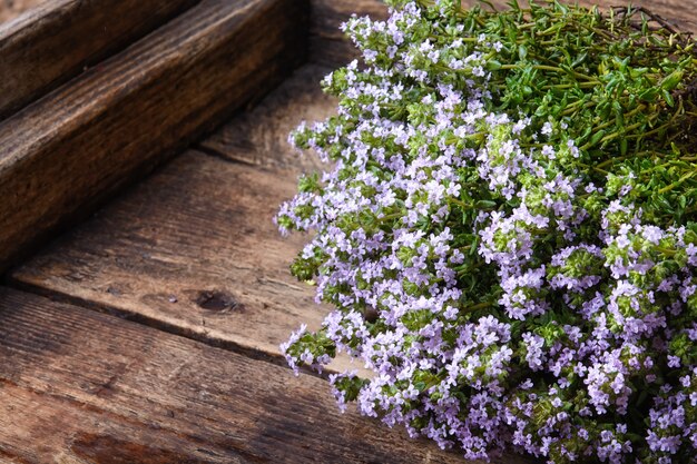 Arbusto de floração de tomilho