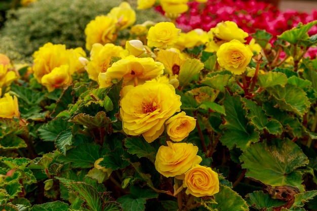 Arbusto de flores amarelas brilhantes cercadas por vegetação Canteiro de jardim colorido