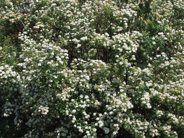 arbusto de flores brancas