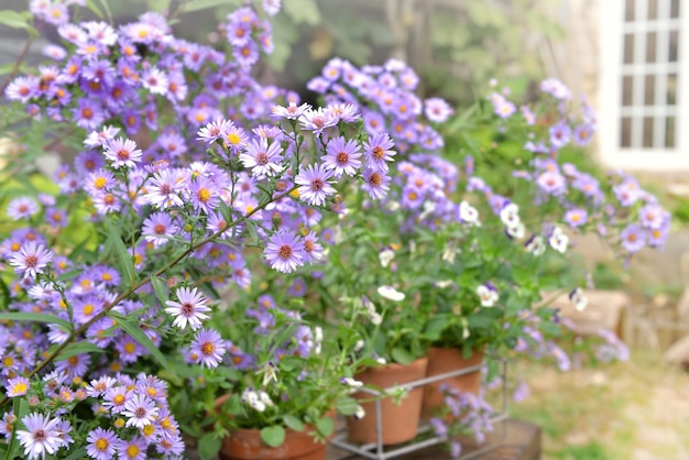 Arbusto de flores de áster florescendo no jardim de uma casa rural