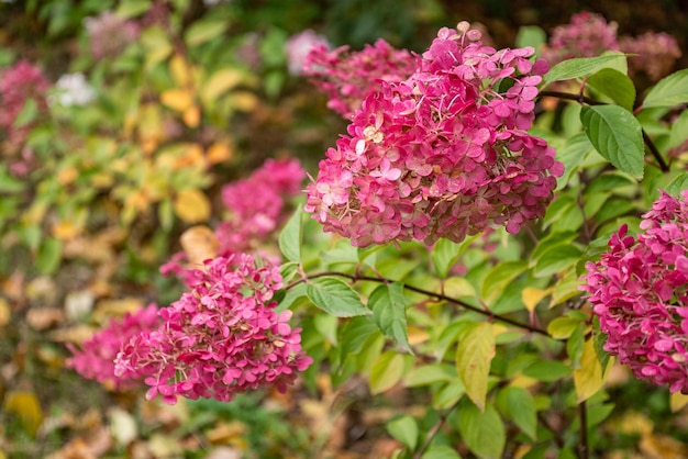 Arbusto de flores de hortênsia rosa florescendo no jardim