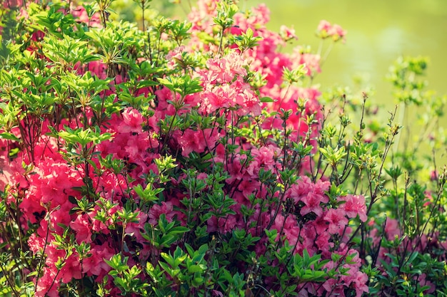 Arbusto de flores de rododendro no jardim