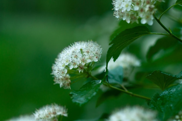 Arbusto de flores. Flores desabrochando entre vegetação densa. Fundo desfocado verde. imagem de fundo