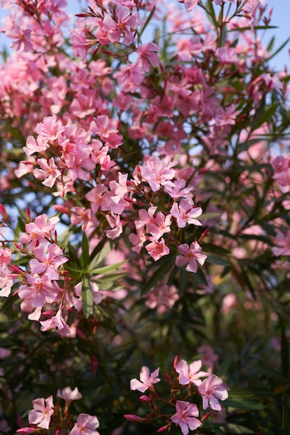 Arbusto de flox verde com grandes flores rosa