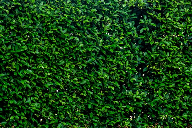 Foto arbusto de folhas verdes