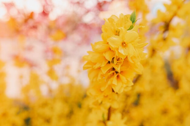 Arbusto de forsítia florescendo amarelo brilhante na primavera