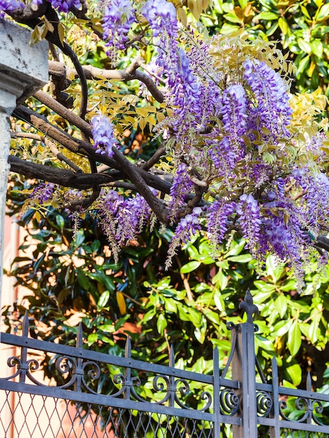 Arbusto de glicínias de flores azuis no jardim urbano