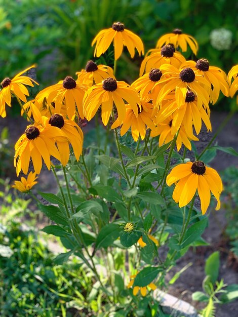 Foto arbusto de grandes flores amarelas em primeiro plano