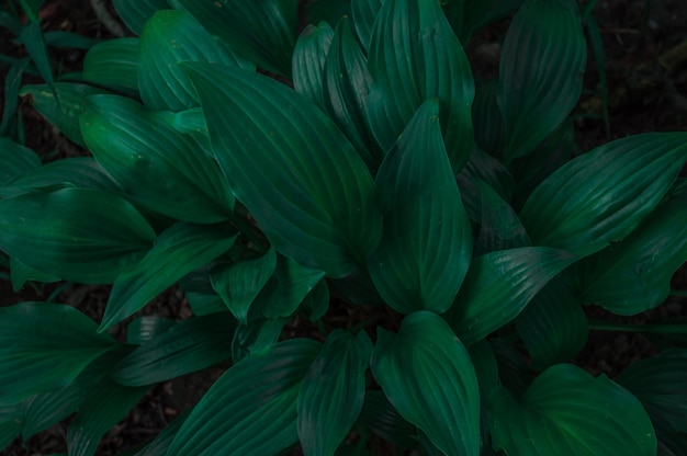 Arbusto de grandes folhas verdes no parque