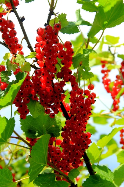 Arbusto de groselha com frutas. Ramo de groselha madura em um jardim sobre fundo de folhas verdes