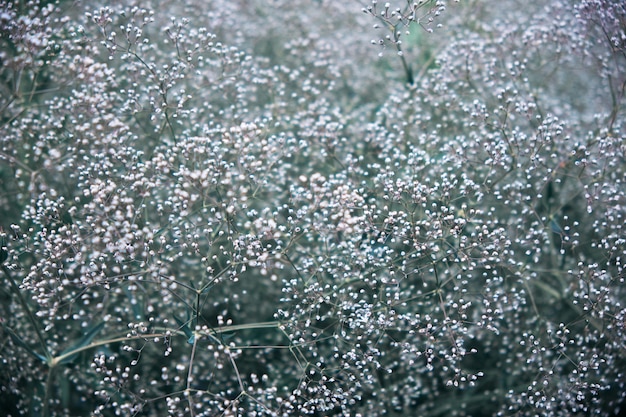 Arbusto de gypsophila de florescência