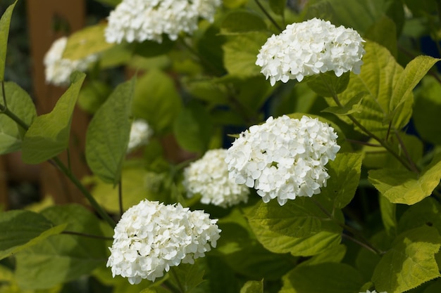 arbusto de hortênsia branca folhas verdes fundo natural