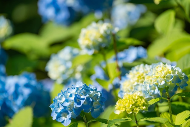 Arbusto de hortênsia exuberante com flores brancas e azuis, jardim de verão