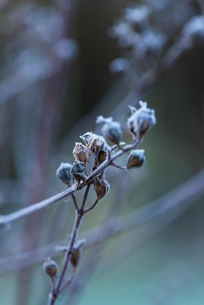 Arbusto de jardim congelado durante um inverno congelado Foco seletivo