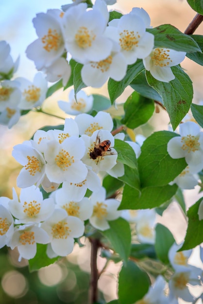 Arbusto de jasmim florescendo em dia ensolarado de verão Flores de jasmim com uma abelha Profundidade de campo rasa