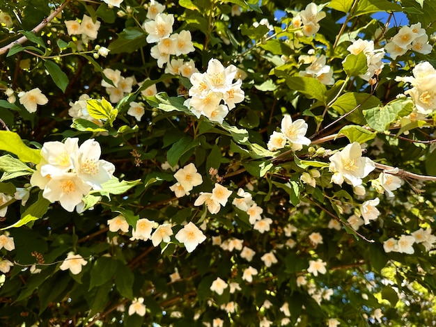 arbusto de jasmim florescendo