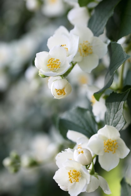 Arbusto de jasmim macro florescente com pequenas flores brancas sobre fundo de folhas verdes