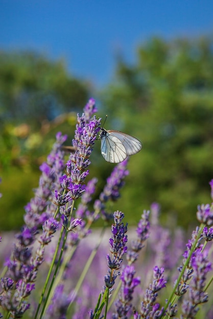 Arbusto de lavanda em plena floração contra o céu azul