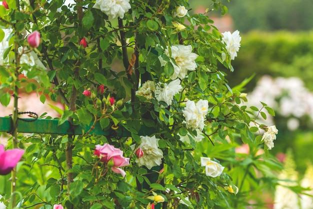 Arbusto de lindas rosas de escalada em um jardim Tiro filtrado