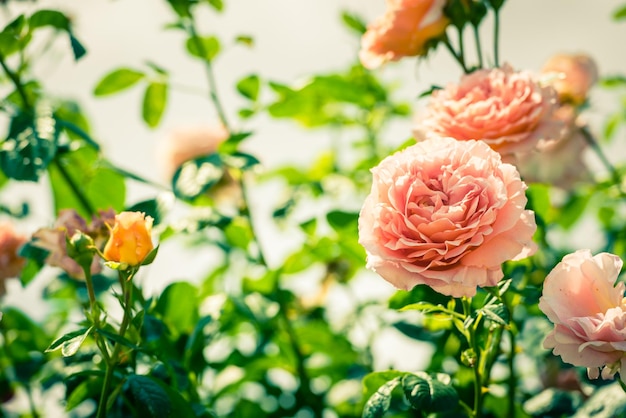 Arbusto de lindas rosas em um jardim Tiro filtrado