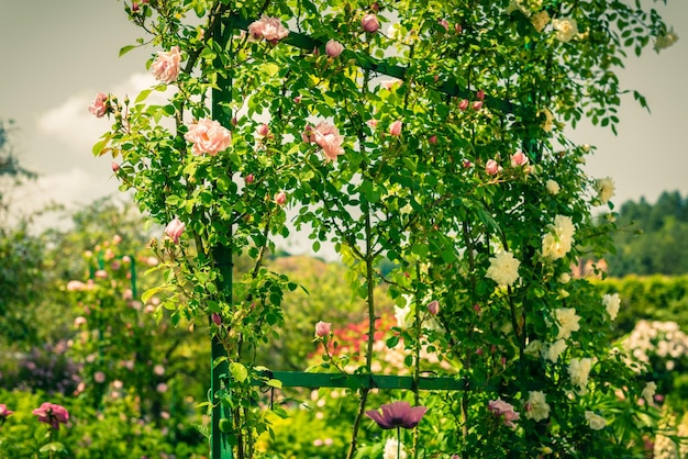 Arbusto de lindas rosas em um jardim