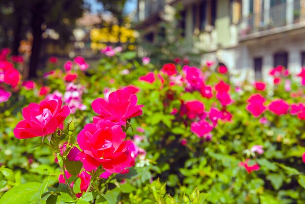 Arbusto de lindas rosas em um jardim