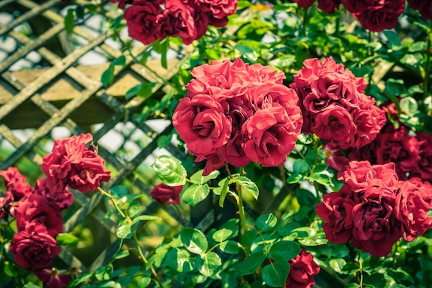 Arbusto de lindas rosas em um jardim