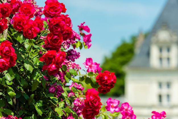 Arbusto de lindas rosas em um jardim