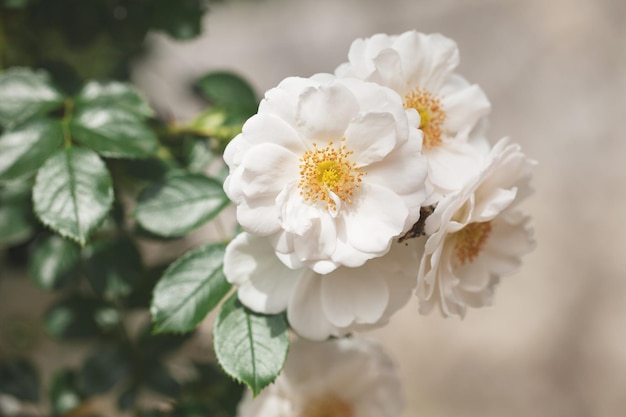 Arbusto de lindas rosas no fundo das folhas