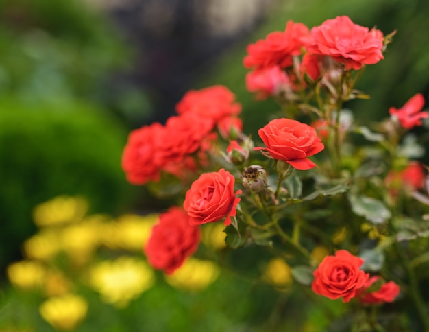 Arbusto de lindas rosas vermelhas em luz natural.