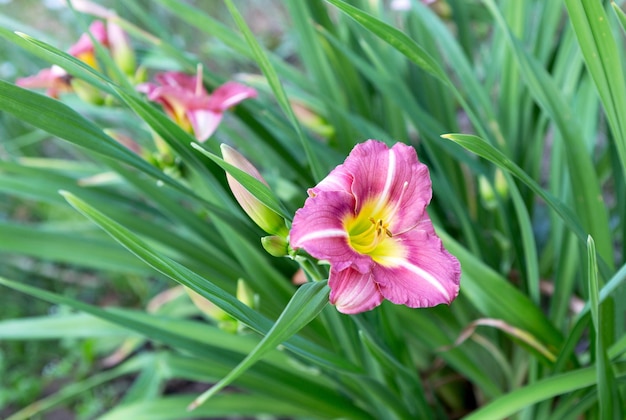 Arbusto de lírio ou daylily