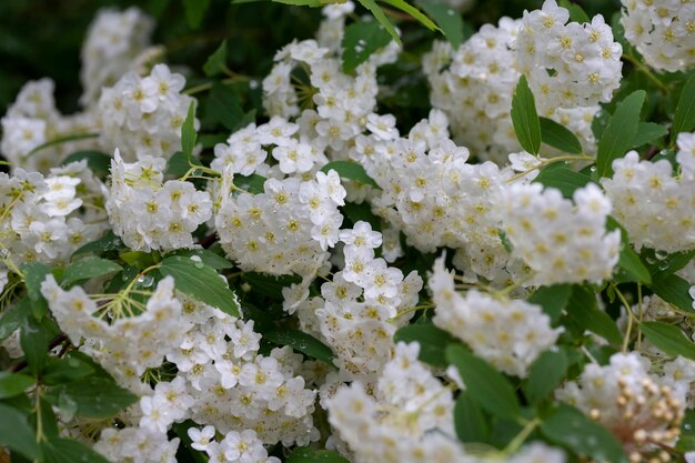 Arbusto de meadowsweet spiraea branco em botões de flor e flores brancas de meadowsweet germander