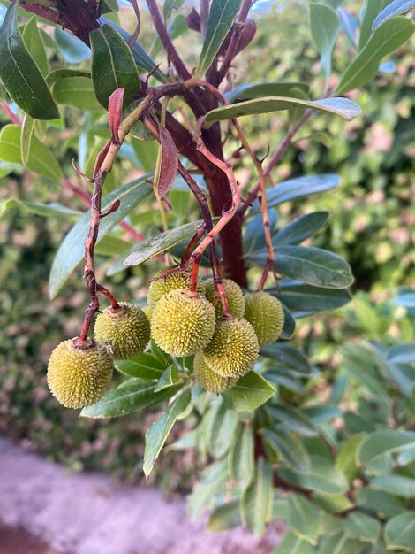 Arbusto de medronheiro com pequenos frutos de medronheiro. O arbusto de medronheiro com seus frutos