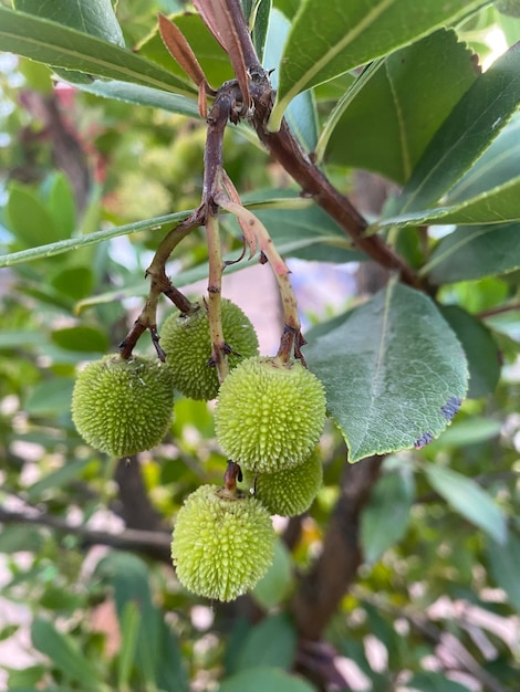 Arbusto de medronheiro com pequenos frutos de medronheiro. o arbusto de medronheiro com seus frutos