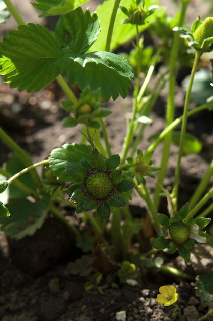 arbusto de morango com botões de morango no fundo na perspectiva da terra iluminada por th