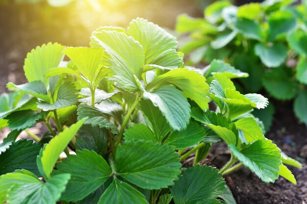 Arbusto de morango com folhas verdes crescendo no jardim.