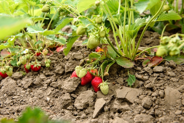 Arbusto de morango com folhas verdes e frutas vermelhas em uma horta