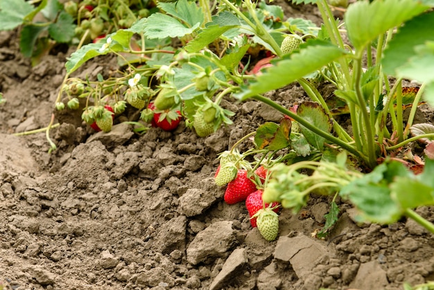 Arbusto de morango com folhas verdes e frutas vermelhas em uma horta