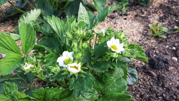 Arbusto de morango em flor pequenas flores brancas jardinagem de jardins