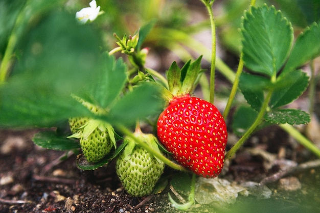 Arbusto de morango orgânico maduro e verde no jardim fecha o cultivo de morangos naturais