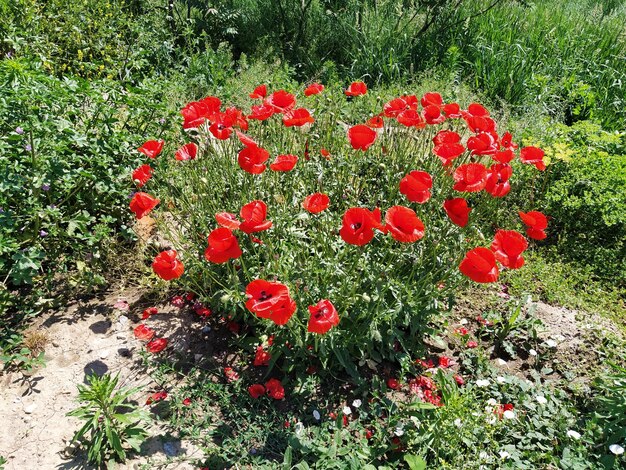 Arbusto de papoilas vermelhas selvagens Lindas flores silvestres Fundo desfocado Campo de papoilas Delicadas pétalas de papoilas brilham à luz do sol