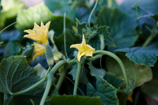 Arbusto de pepino jovem em flor ao ar livre em um dia ensolarado Copie o espaço Foto de alta qualidade