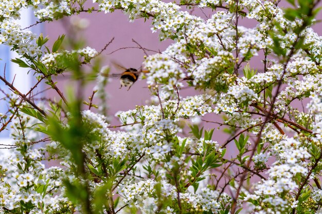 Arbusto de pequenas flores brancas e abelha voadora